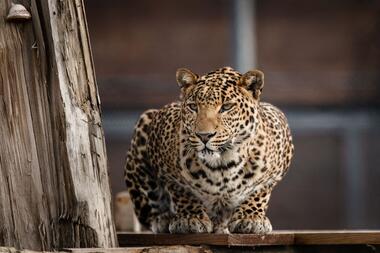 Isis Leopard La Taniere zoo refuge ©Edouard Pacreau