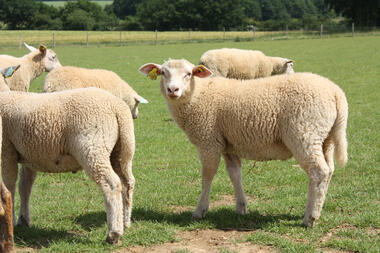 La ferme autour du grain - Les moutons