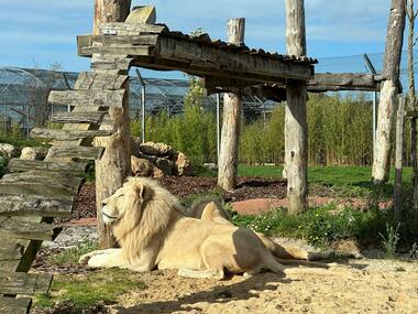Lions blancs refuge La Tanière © Sophie_Fernandes Petitot
