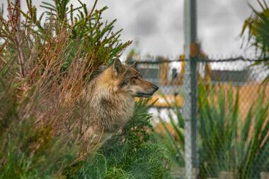 Loup La Tanière zoo refuge @Tabata Foucrier