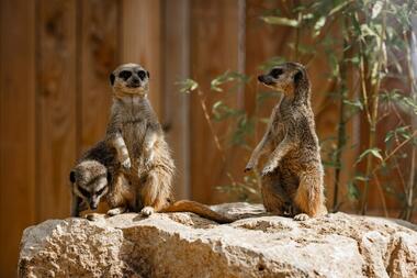 Suricates La Tanière zoo refuge ©Edouard Pacreau