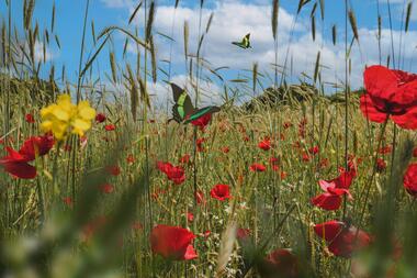 scene-de-printemps-avec-fleurs-et-papillon