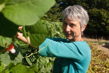 Corinne cueille les haricots verts