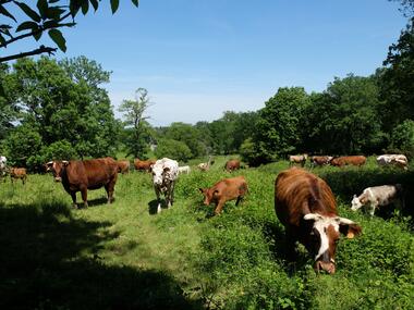 Vaches