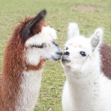 Foire aux animaux