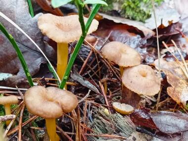 chanterelles