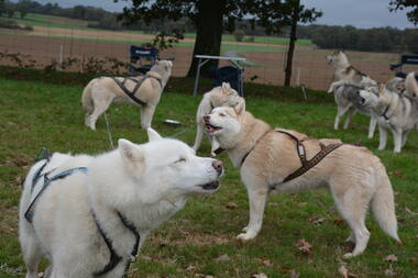 chiens de traineau