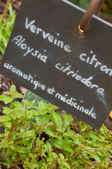 verveine citronnée