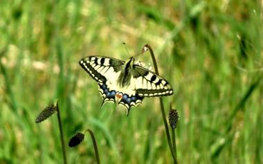 Site naturel-Landes de Monteneuf-Brocéliande-Bretagne