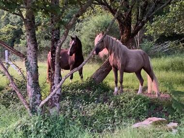 Ecurie poney club du soleil - Ploërmel - Morbihan