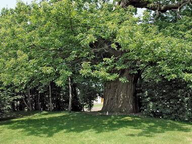 Chataignier du Pas aux Biches - Campénéac - arbre remarquable - Bretagne