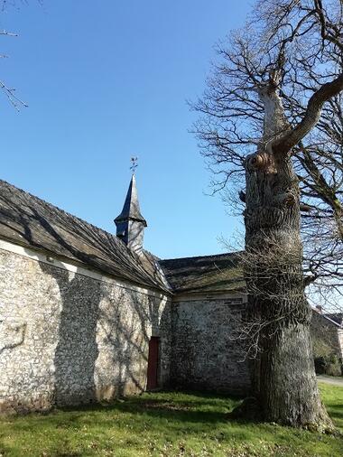 Chênes creux de la Chapelle de Kerméant - Néant sur Yvel