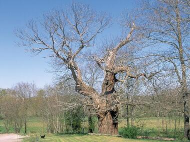 Chataignier du Pas aux Biches - Campénéac - arbre remarquable - Bretagne