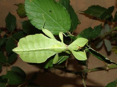 insectarium