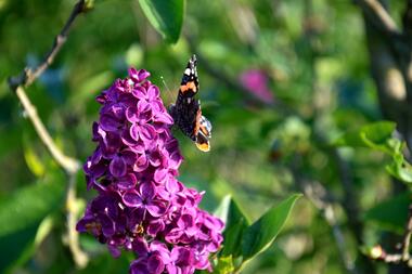 lilas-papillon-jardins-broceliande-2020