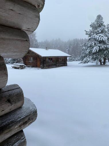 Vue de l'ours sous la neige