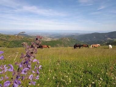 Les Sabots de la Vigne - Balades, randonnées et voyages équestres_Burdignes