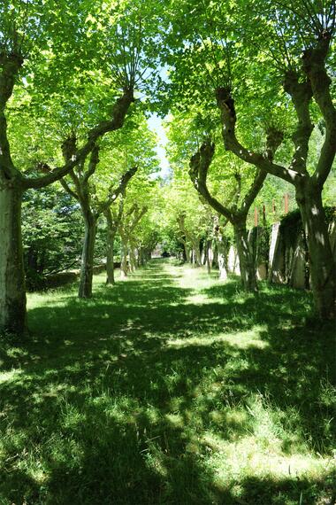 Cour des Platanes