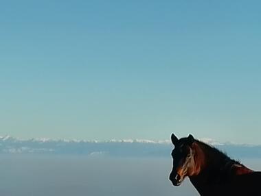 Les Sabots de la Vigne - Balades, randonnées et voyages équestres_Burdignes