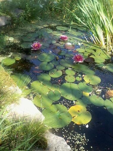 les beaux jours au bord de la mare