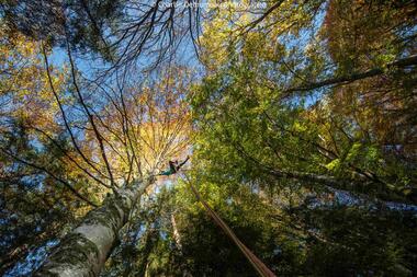Accrobranche en terrain d'aventure