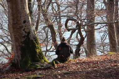 Accrobranche en terrain d'aventure