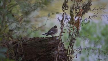 À l'écoute des chants d'oiseaux_Tupin-et-Semons