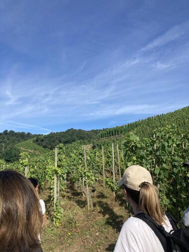 Vigne de Syrah