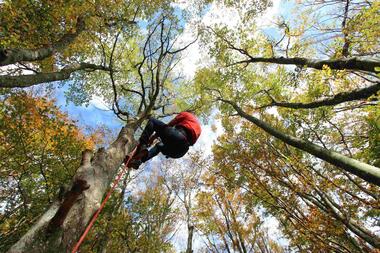Accrobranche en terrain d'aventure