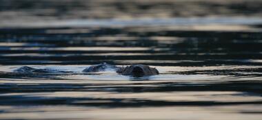 Soirée Castor_Tupin-et-Semons