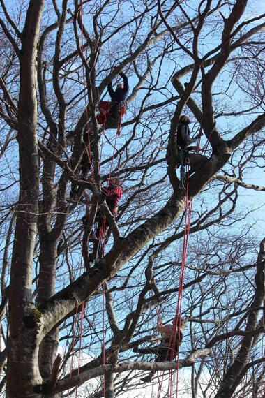 Accrobranche en terrain d'aventure