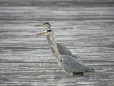Rencontre avec le héron_Tupin-et-Semons