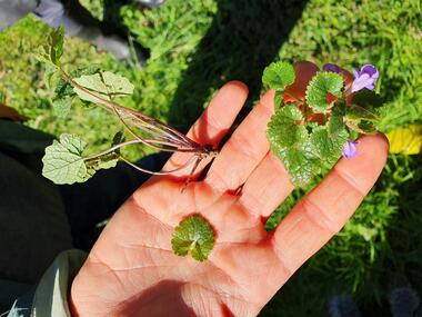 Atelier Gastronomie et Plantes Sauvages_Malleval