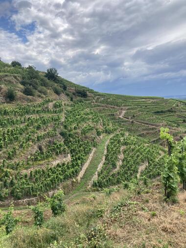 Coteaux en Condrieu