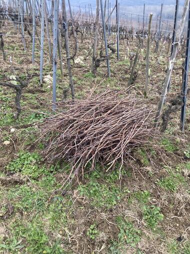 Sarment en Côte-Rôtie