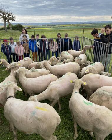 Tonte Moutons