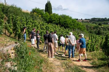 Rando & Vin en Côte-Rôtie avec Mr Probus_Ampuis