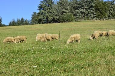 De Ferme en Ferme "Les vaches à Ludo"_Saint-Paul-en-Jarez