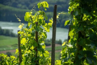 Rando & Vin en Côte-Rôtie avec Mr Probus_Ampuis