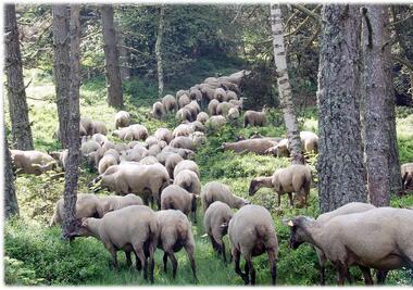 Transhumance_Saint-Romain-les-Atheux