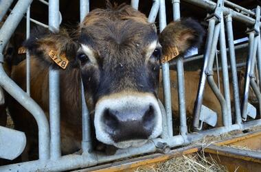 De Ferme en Ferme "Les vaches à Ludo"_Saint-Paul-en-Jarez