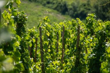 Rando & Vin en Côte-Rôtie avec Mr Probus_Ampuis