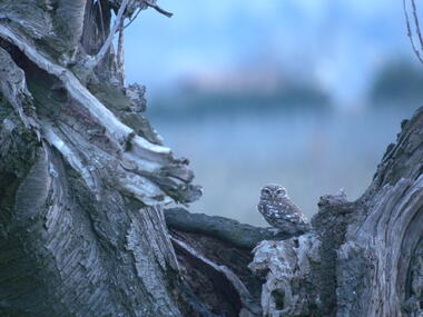 Affût Chouettes_Tupin-et-Semons