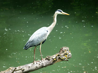 Heron Cendré