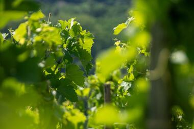 Rando & Vin en Côte-Rôtie avec Mr Probus_Ampuis