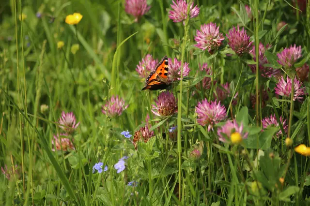 Sortie nature :  Dcouvre les plantes pollinisatrices  (Lpin-le-Lac) |  Site Officiel de la Chartreuse en Savoie et Isre, au coeur de Rhone Alpes  : hbergement et sejour de ski, randonne