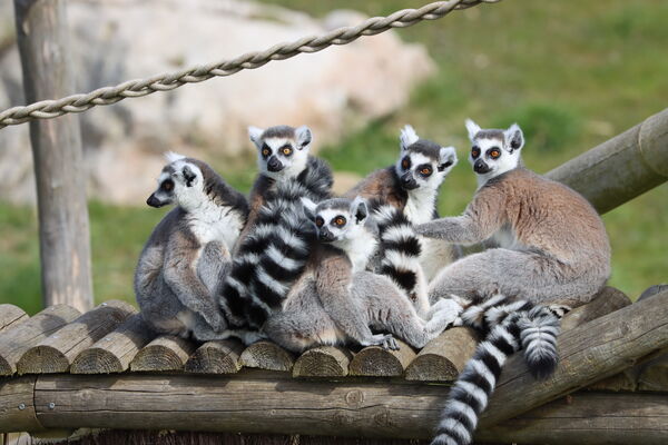 Makis catta refuge La Tanière ©Pascale Goulard