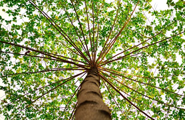 Arbre---Pexels