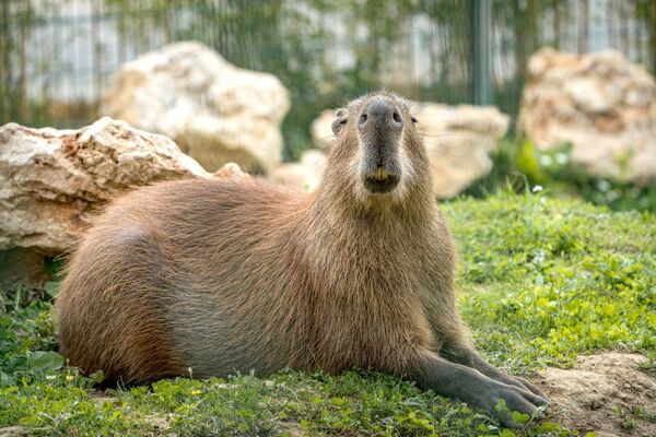 Capybara La Tanière zoo refuge ©Flavien Leleux