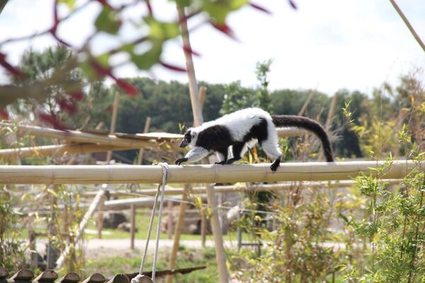 Ile lémuriens vari noir et blanc ©La Taniere zoo refuge